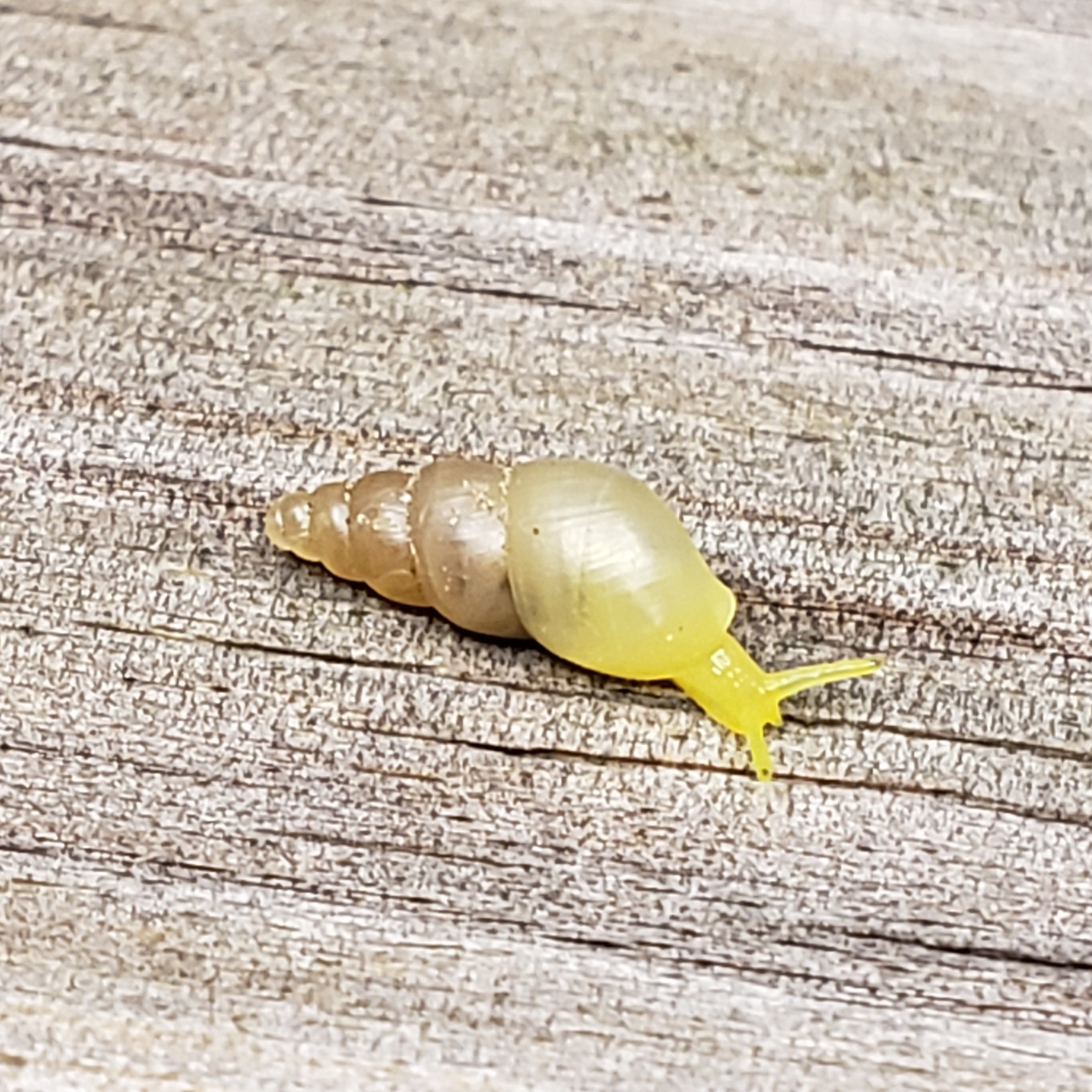 Picture of Subulina octona